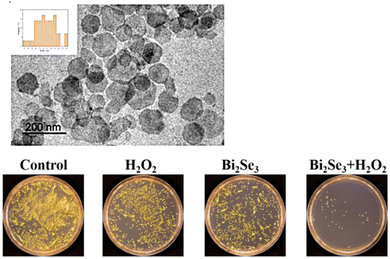 image file: d5ma00876j-f26.tif