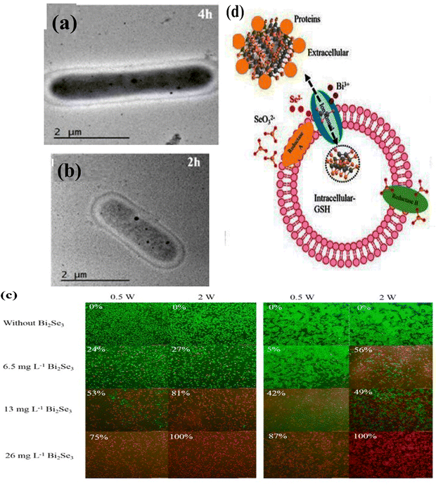 image file: d5ma00876j-f30.tif