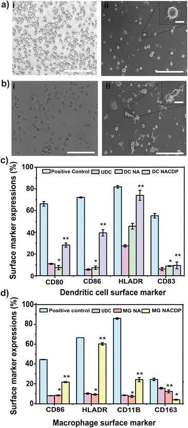 image file: d5ma01014d-f3.tif