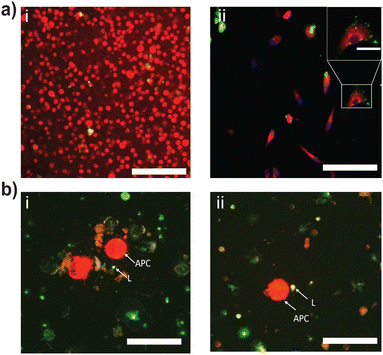 image file: d5ma01014d-f4.tif