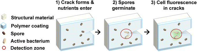 image file: d5ma01053e-f1.tif