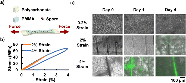 image file: d5ma01053e-f3.tif