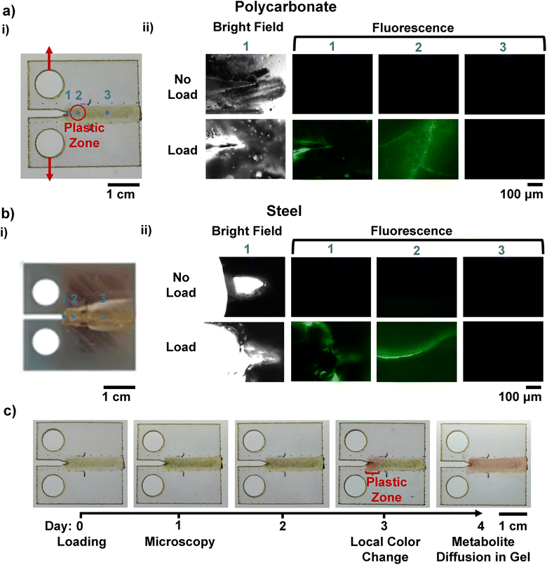 image file: d5ma01053e-f5.tif