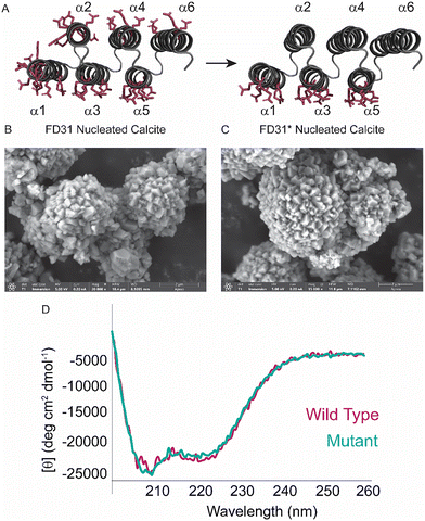 image file: d5ma01322d-f3.tif