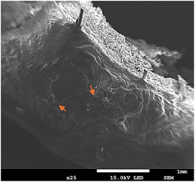 image file: d5ma01392e-f3.tif