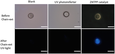 image file: d5ma01403d-f9.tif