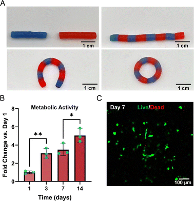 image file: d5ma01468a-f5.tif