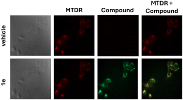 image file: d5md00808e-f4.tif