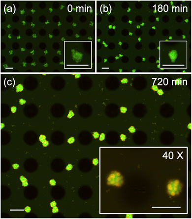 image file: d5mh01304f-f6.tif