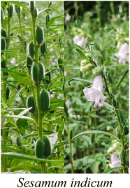 image file: d5na00893j-u13.tif