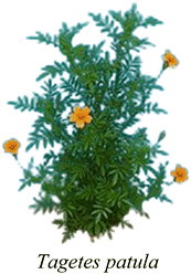 image file: d5na00893j-u15.tif