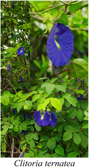 image file: d5na00893j-u7.tif