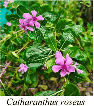 image file: d5na00893j-u9.tif