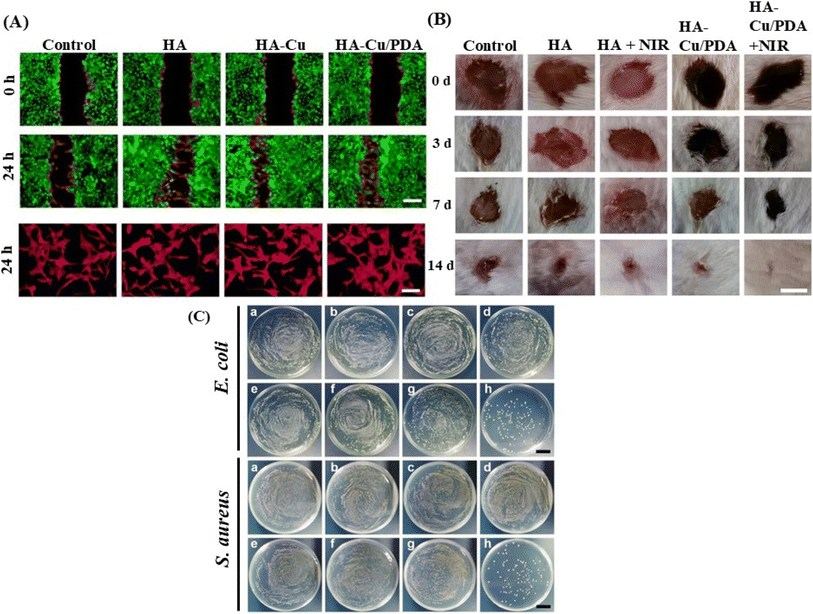 image file: d5na00945f-f5.tif