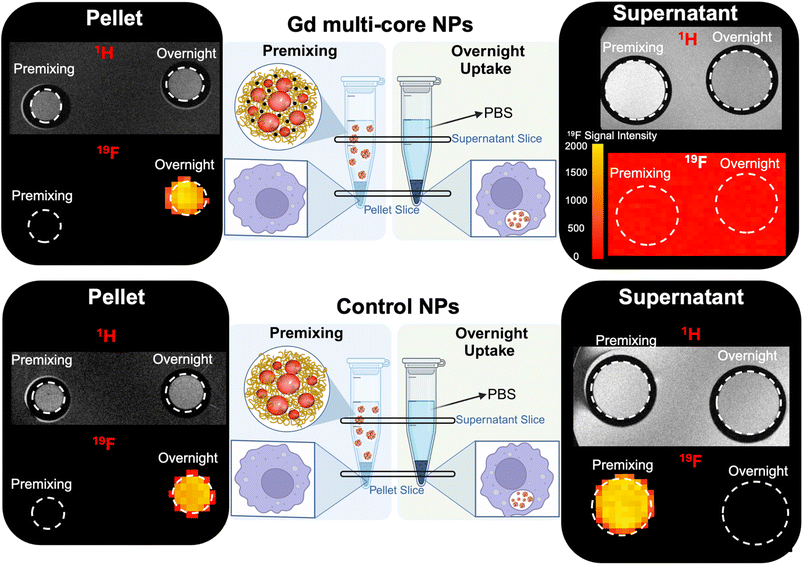 image file: d5na01005e-f8.tif