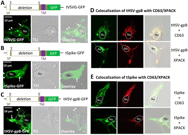 image file: d5nr03704b-f4.tif