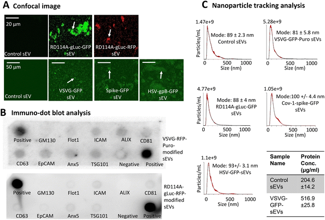image file: d5nr03704b-f5.tif