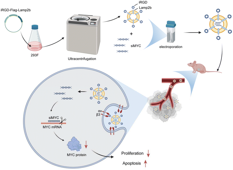 image file: d5nr04841a-f8.tif