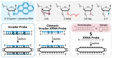image file: d5ob01570g-f1.tif