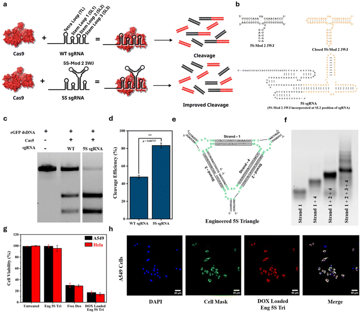 image file: d5ob01756d-f5.tif