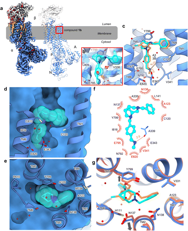 image file: d5ob01828e-f4.tif