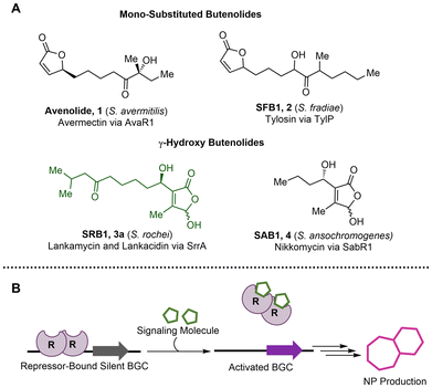 image file: d5ob01862e-f1.tif
