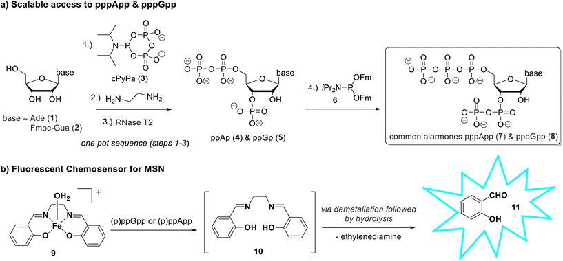 image file: d6ob00328a-s1.tif