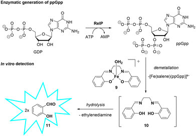 image file: d6ob00328a-s4.tif