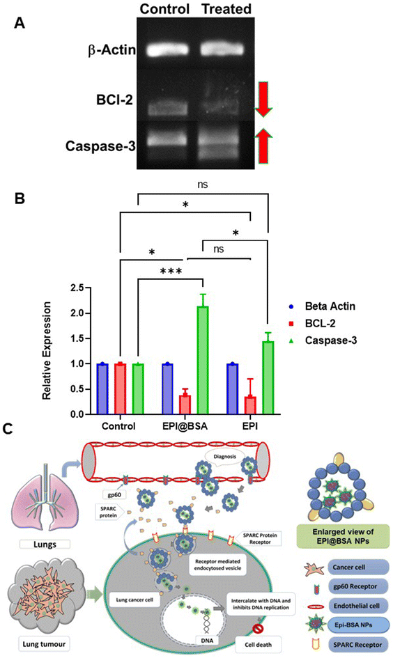 image file: d5pm00136f-f4.tif