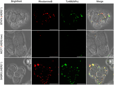 image file: d5pm00168d-f2.tif