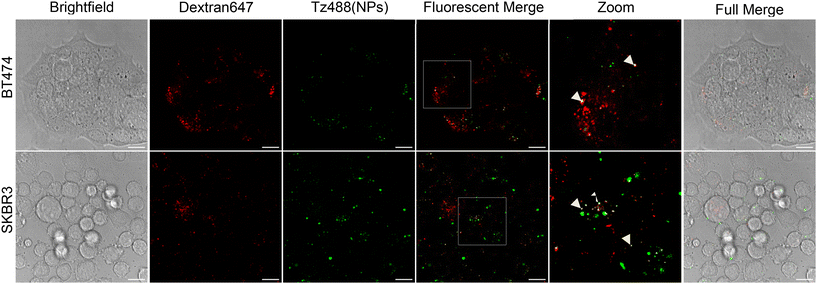 image file: d5pm00168d-f3.tif