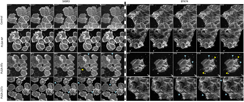 image file: d5pm00168d-f5.tif