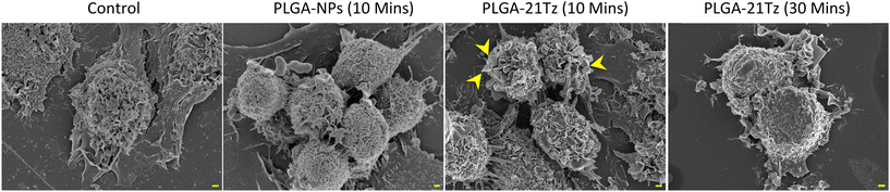 image file: d5pm00168d-f7.tif