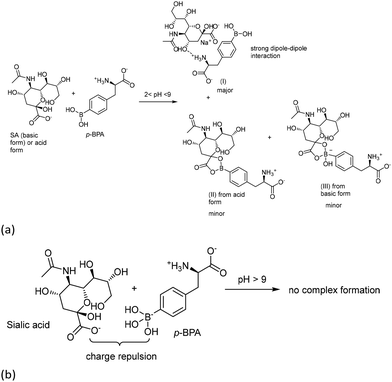 image file: d5pm00180c-f19.tif