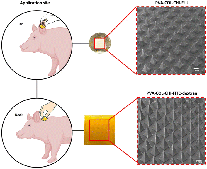 image file: d5pm00203f-f2.tif