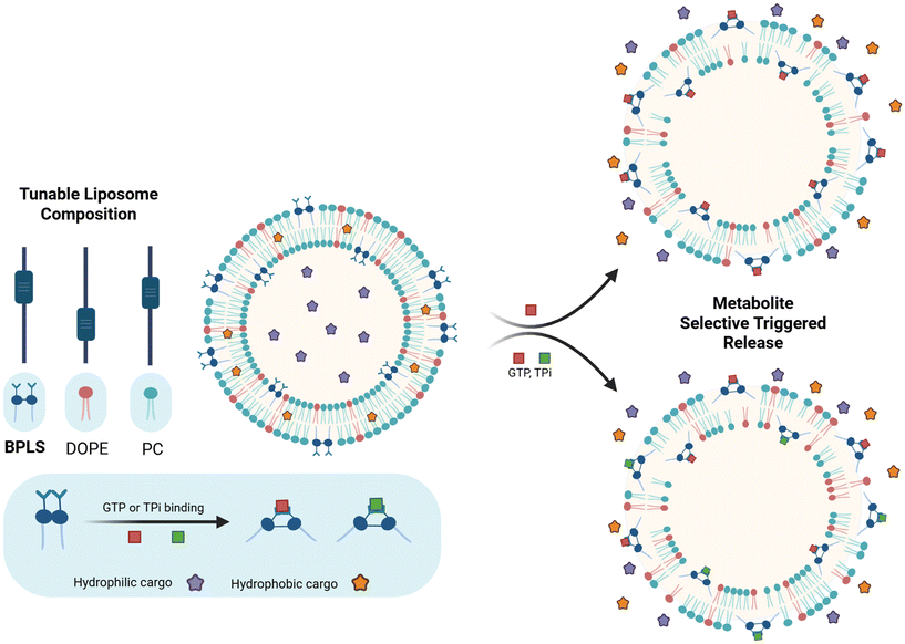 image file: d5pm00206k-f1.tif