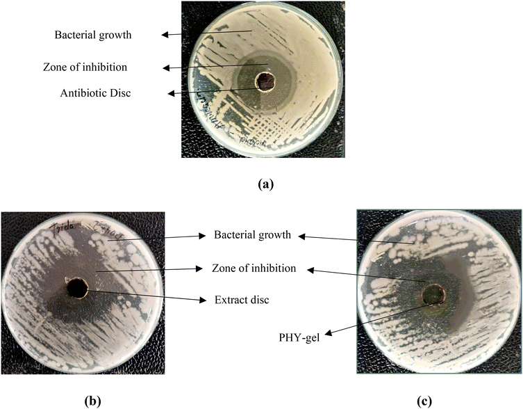 image file: d5pm00243e-f5.tif