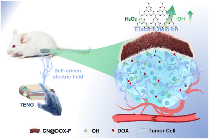 image file: d5pm00265f-f10.tif