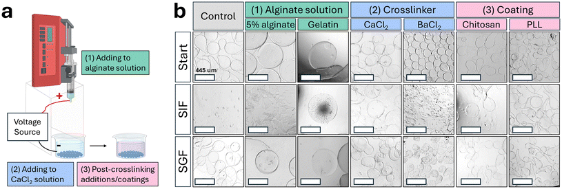 image file: d5pm00288e-f4.tif