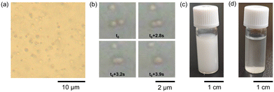 image file: d5py00758e-f2.tif