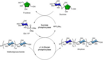image file: d5py00938c-f8.tif