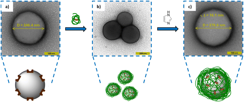 image file: d6py00112b-f7.tif