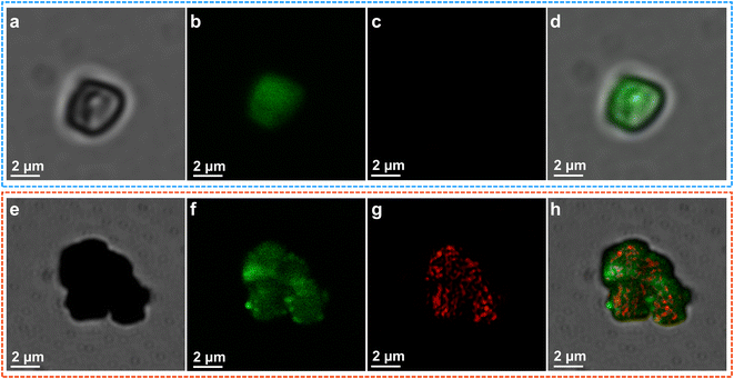 image file: d5qi01894c-f5.tif