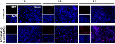 image file: d5ra07668d-f11.tif