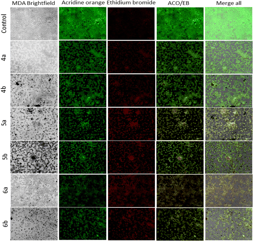 image file: d5ra07769a-f2.tif