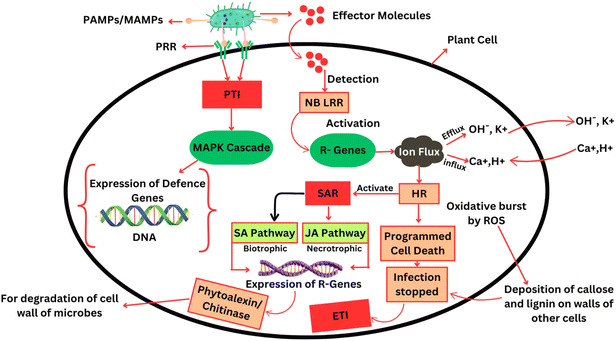 image file: d5ra07976d-f1.tif