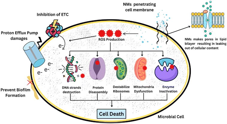 image file: d5ra07976d-f3.tif