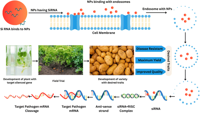 image file: d5ra07976d-f5.tif