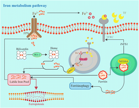 image file: d5ra08026f-f3.tif
