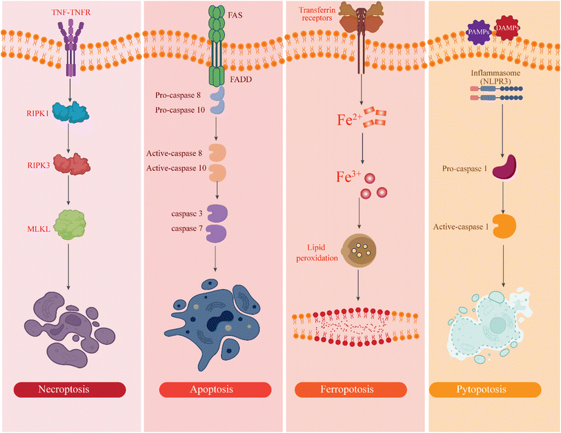 image file: d5ra08026f-f4.tif
